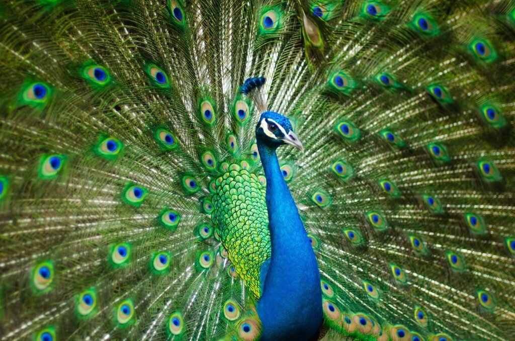 peafowl, peacock, bird, feathers, pattern, design, peacock feathers, plumage, exotic bird, nature, ave, avian, ornithology, animal world, india