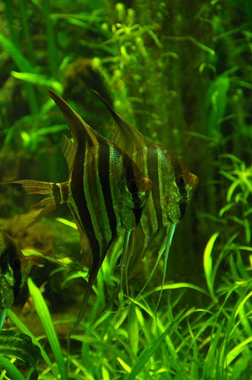 fishes, fish, nature, green, water, exotarium